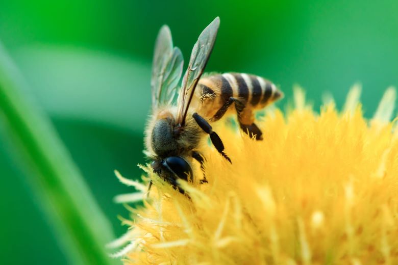 Bumble Bees: Fascinating Facts, Stings, and Prevention Tips